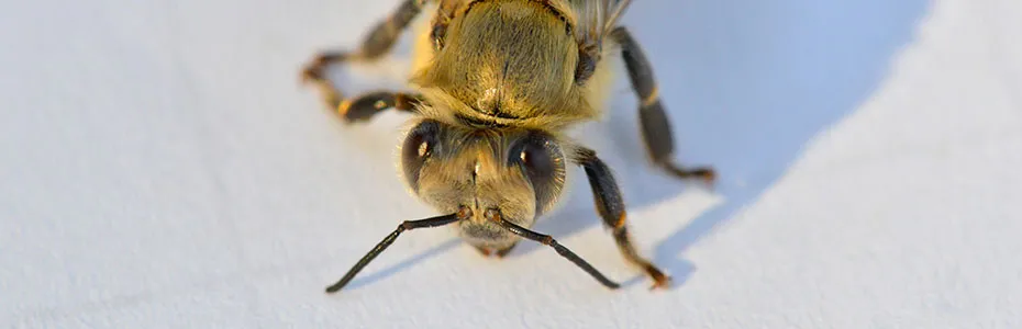 Pčela slikana izbliza